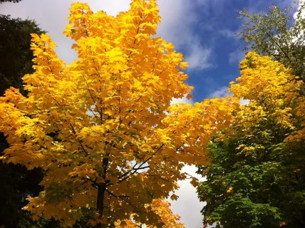 acer speudoplatanus,枫树,欧洲街道大道和公园树,秋天的颜色,秋天,植物,树,自然之美 acer speudoplatanus,枫树,欧洲街道大道和公园树,秋天的颜色,秋天,植物,树,自然之美
