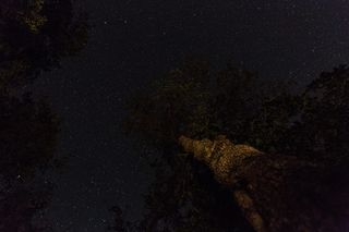 美国, 三条河流, 红杉和国王峡谷国家公园, 夜星, 红杉, 红杉和国王峡谷国家公园, 国家公园, 夜空