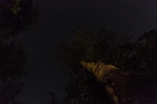 美国, 三条河流, 红杉和国王峡谷国家公园, 夜星, 红杉, 红杉和国王峡谷国家公园, 国家公园, 夜空