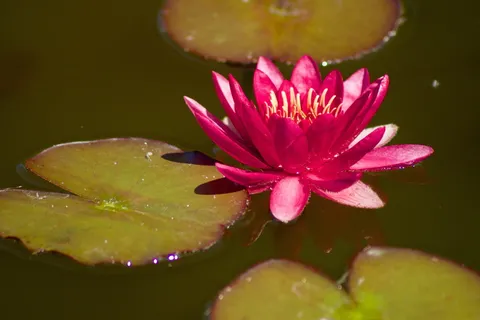 睡莲,自然,水生植物,紫色,黄体,开花,开花,花朵 睡莲,自然,水生植物,紫色,黄体,开花,开花,花朵
