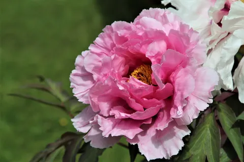 牡丹, 花, 开花, 自然, 植物, 开花植物, 花瓣, 植物