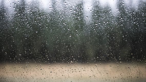 水，雨，雨，雨滴，玻璃，森林，树木，穆迪