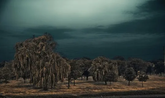 雷雨，沙滩，柳树，夏天，天空，树木，植物，宁静