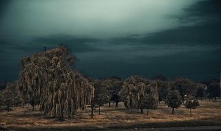 雷雨，沙滩，柳树，夏天，天空，树木，植物，宁静
