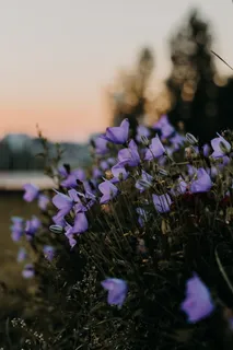 紫色花瓣的选择性聚焦照片 紫色花瓣的选择性聚焦照片