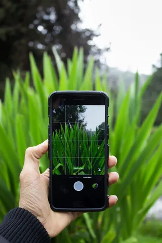 oneplus 5、绿色、草、树、相机、画中画、智能手机摄影、手