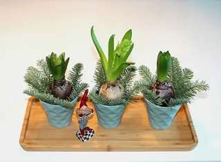 风信子，花，风信子，花球茎，香水，花，圣诞节，装饰