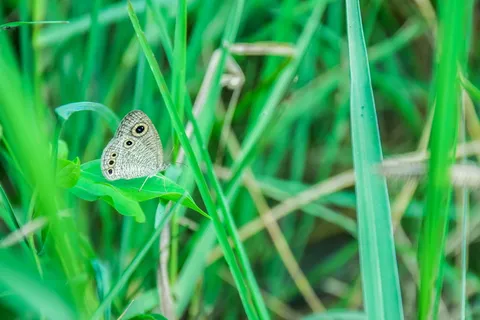 蝴蝶，昆虫，大自然，森林，巨大的蝴蝶叶子，秋天的叶子，翅膀，宏