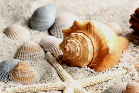 海贝壳,沙,水,关,贝壳,贻贝,贝类,海洋生物 海贝壳,沙,水,关,贝壳,贻贝,贝类,海洋生物