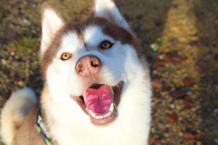 哈士奇，巧克力，西贝林，哈士奇，一种动物，动物主题，哺乳动物，动物