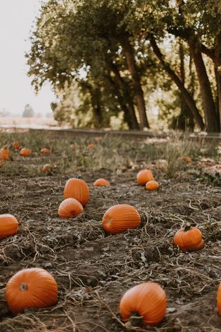 棕色田野上的棕色南瓜