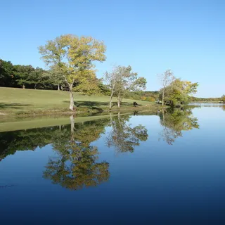 树,倒影,湖,森林,自然,湖,森林,水,树 树,倒影,湖,森林,自然,湖,森林,水,树