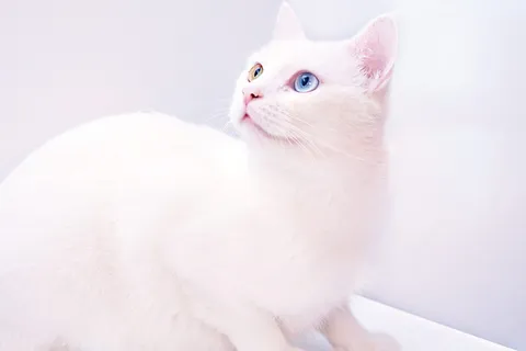 白猫摄影 白猫摄影