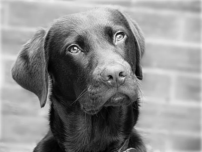 拉布拉多犬、狗、猎犬、头、一种动物、狗、宠物、家养