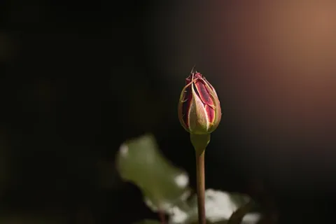 微光摄影,红色,玫瑰,花蕾,花朵,红花,红玫瑰,植物 微光摄影,红色,玫瑰,花蕾,花朵,红花,红玫瑰,植物