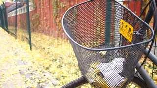 家具，自行车，自行车，交通工具，车辆，北京，球拍，网球拍