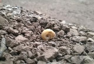 侵蚀、蜗牛、干旱、选择性聚焦、无人、白天、动物、自然