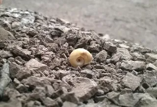 侵蚀、蜗牛、干旱、选择性聚焦、无人、白天、动物、自然