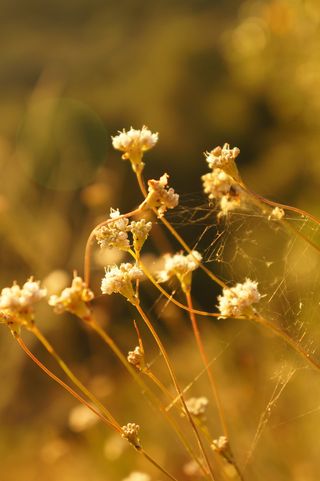 花朵，野花，花朵，花园，新鲜，野生，花朵，花朵