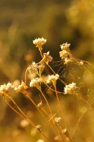 花朵，野花，花朵，花园，新鲜，野生，花朵，花朵