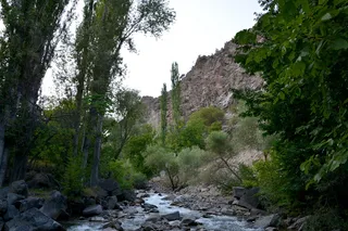 花园，草，绿色，白天，绿色，构图，夏天，照片