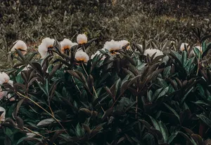白色和橙色花瓣的花的照片