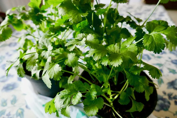 芫荽，香料，烹饪植物，厨房，叶子，植物部分，植物，绿色