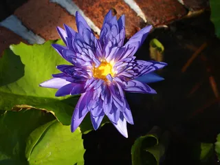 花，紫色，自然，紫色花，开花植物，植物，脆弱性，脆弱性