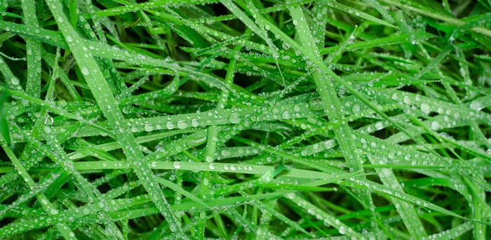 水滴、草、绿色、潮湿、水滴、雨、水、纹理