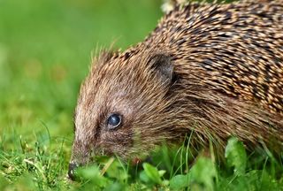 刺猬，刺，汉娜，觅食，夜间活动，可爱，动物，多刺