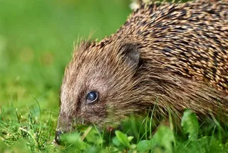 刺猬，刺，汉娜，觅食，夜间活动，可爱，动物，多刺