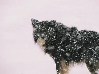 阿根廷，乌斯怀亚，雪，冬天，寒冷的温度，动物，一只动物，下雪