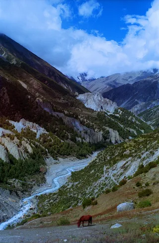 风景，尼泊尔，山脉，梦幻，马，树木，旅行，流浪