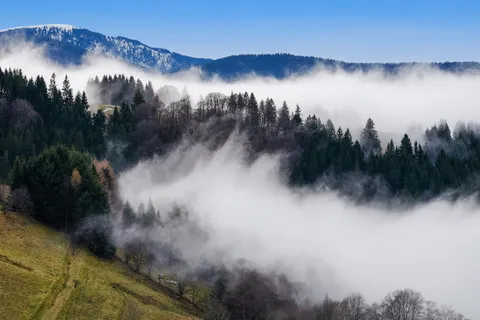 航空,摄影,雾,森林,雾,起雾,蒸汽,沉默 航空,摄影,雾,森林,雾,起雾,蒸汽,沉默