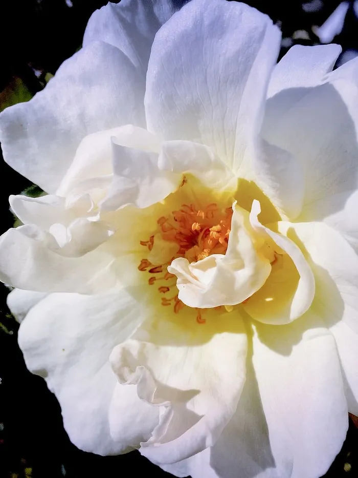 新鲜，早晨，阴影，花瓣，花瓣，壁纸，锁屏，花园