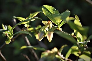 蓝莓、花、叶子、绿色、光、背光、光线、树枝