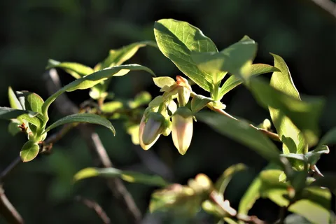 蓝莓、花、叶子、绿色、光、背光、光线、树枝 蓝莓、花、叶子、绿色、光、背光、光线、树枝