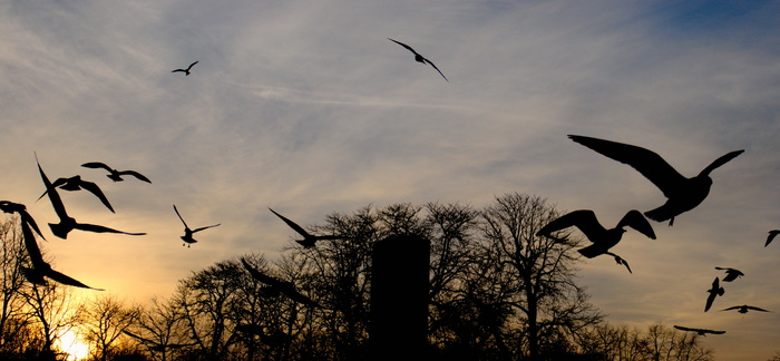 法国，巴黎，卢森堡花园，剪影，飞行，海鸥，鸟，飞