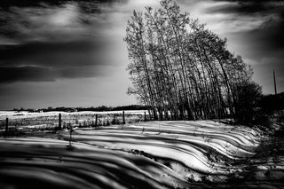 树木，风，弯曲，风，风吹，室外，柔韧，强壮