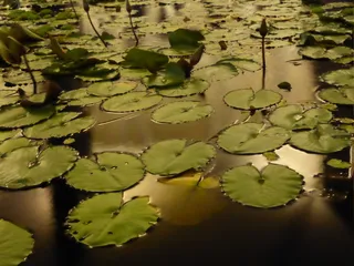 新加坡、滨海湾金沙、莫奈、再感染、夜晚、水、百合花垫、百合花