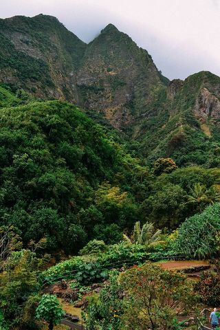 森林、景观、山脉、户外、风景、树木、森林、自然