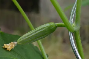 黄瓜、蛇泡菜、蔬菜、绿色、植物、生长、特写、叶子
