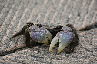 自然、景观、动物、螃蟹、剪刀、水边、公园、野生动物