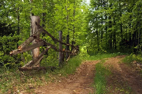 白天、日光、环境、树叶、森林、绿色、景观、树叶