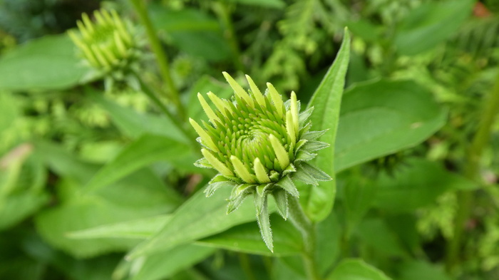紫锥菊，锥花，开花，开花，嫩，苏醒，植物，绿色