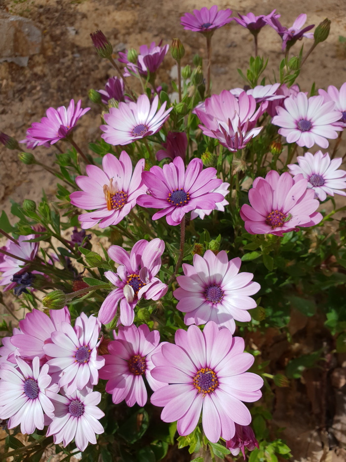 flor，flores，玛格丽塔，开花植物，花，新鲜度，植物，脆弱性