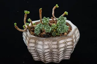 肉质，植物，园艺，盆栽，黑色背景，没有人，生长，食物