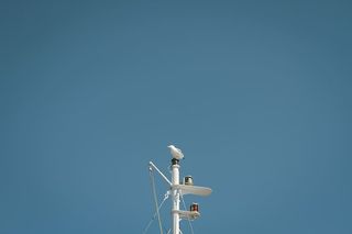 动物，鸟，蓝天，海鸥，栖息，杆子，滑轮，海鸥