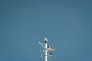 动物，鸟，蓝天，海鸥，栖息，杆子，滑轮，海鸥