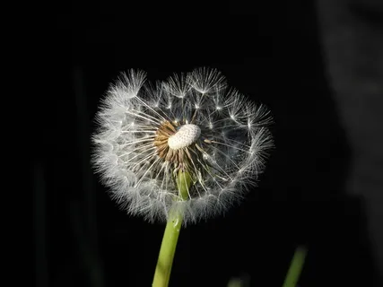 蒲公英,油菜籽,植物,春天,修女,自然,宏观,特写 蒲公英,油菜籽,植物,春天,修女,自然,宏观,特写